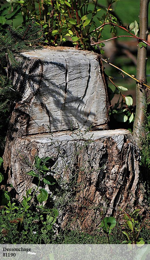 Dessouchage-8